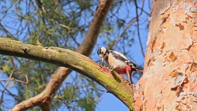 Great spotted woodpecker pecking on a branch