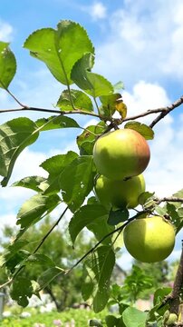 Apples hang from a tree branch under a bright blue sky. The fruit, partially ripened, adds vibrant color to the lush green leaves. The setting is a sunny, tranquil orchard.