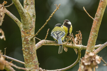 Great Tit Feeding Fledgling Chick on Branch Next to Bird Feeder © LeonHansenPhoto