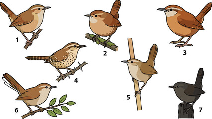 Wrens Perched on Branches in Various Poses and Colors Featuring Wren, Bird, Branch with Nature and Wildlife