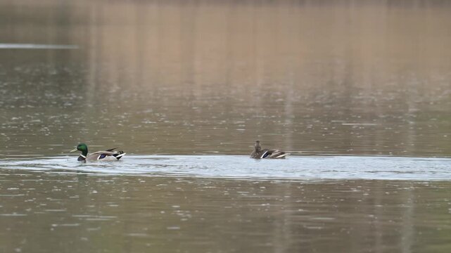 mallard wild duck (Anas platyrhynchos) pair diving and bathing