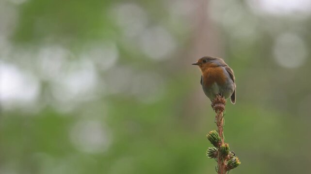 European robin redbreast (Erithacus rubecula) bird