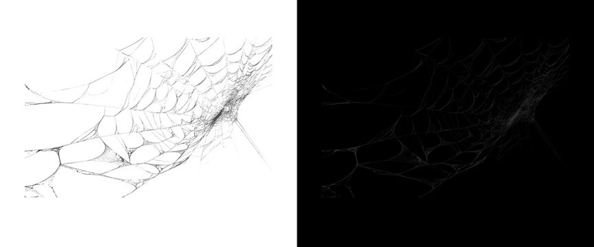 Intricate spider web texture on white and black background, delicate cobweb pattern for spooky halloween design, fragile silk threads overlay