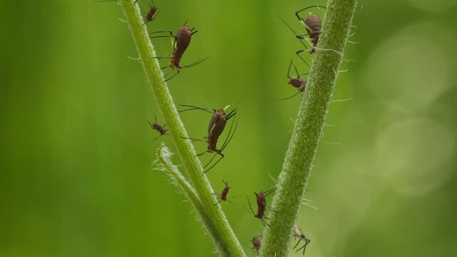 aphids hanging on a plant stem sucking