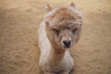 Fototapeta premium Alpaca resting on sandy ground. Fluffy animal with closed eyes in a serene outdoor setting. Close up portrait of a camelid showcasing unique fur texture and calm farm life concept.