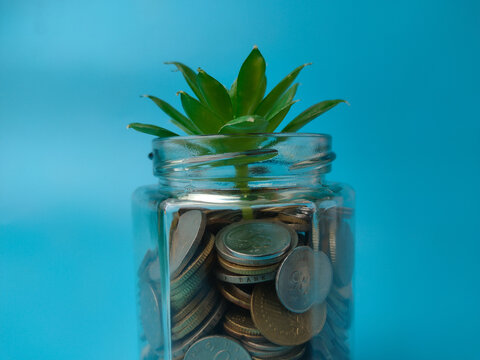 A close up view of a glass jar filled with coins topped with a small green plant