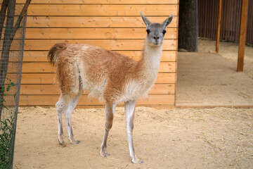 Obraz premium Guanaco standing in zoo enclosure. South American camelid mammal looking at camera. Wild animal in nature reserve. Concept of wildlife conservation, zoology and domestic farm life.