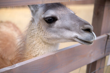 Fototapeta premium Llama head peeking through wooden fence in zoo. Portrait of curious animal in farm environment. Wildlife conservation and nature study concept. Domesticated mammal in paddock enclosure.
