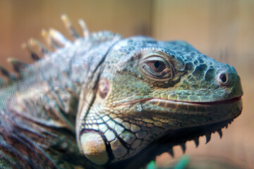 Fototapeta premium Close up portrait of an iguana head. Detailed view of lizard scales, eye, and spikes. Reptile in natural habitat, exotic wildlife photography, nature and biology education concept.