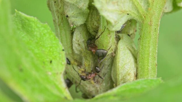 ants crawling on a plant