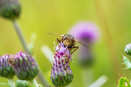 Macro Shot of Tachina Fera Fly on Purple Thistle Flower