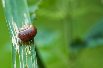 Macro Shot of a Small Snail on Damaged Green Leaf © LeonHansenPhoto