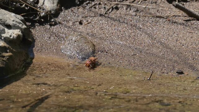 European hornet (Vespa crabro) drinking from a creek