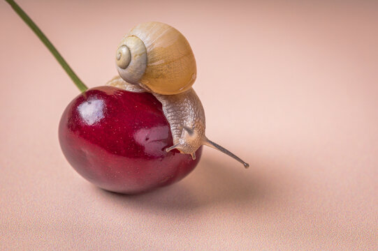 Snail on a cherry. Natural organic agriculture concept.