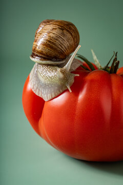 Close up snail on a ripe red tomato