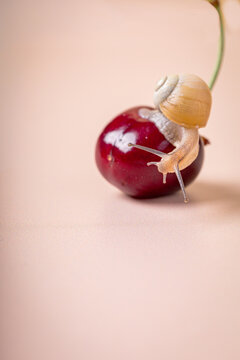 Garden snail on cherry. Concept of  low glycemic fruit nutrition.