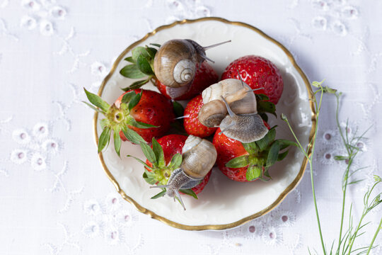 Garden snails crawling on a dish of fresh strawberries