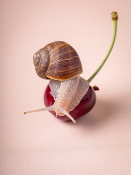 A small garden snail crawling on a red cherry