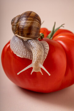 A garden snail crawling on a ripe red tomato
