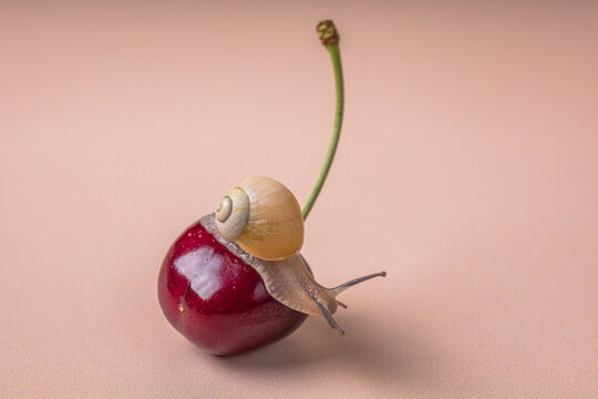 Small garden snail crawling on a red cherry