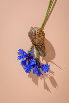 A garden snail crawls on a blue cornflower