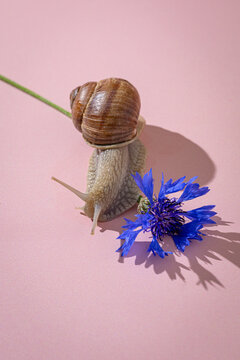 Garden snail crawls by a blue cornflower