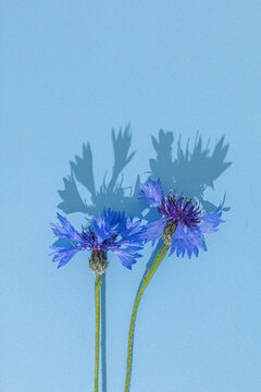 Blue cornflowers casting shadows on a blue background