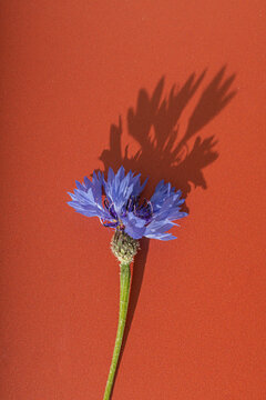 Single blue cornflower with a dramatic shadow