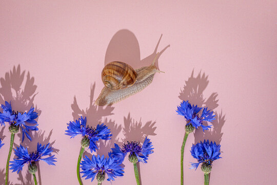 Snail and blue cornflowers on pink background with sharp shadows.