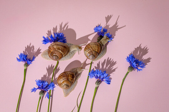 Three garden snails crawling on blue cornflowers