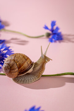 Close up Curious snail crawls past bright blue cornflowers