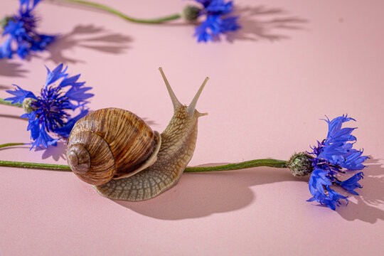 A garden snail crawls near blue cornflowers. Slow life