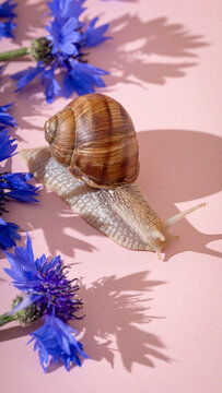 Garden snail moving past bright blue cornflowers. Macro