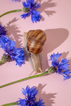 Snail crawling among blue cornflowers on pink