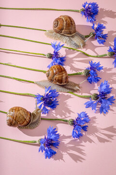Three garden snails among blue cornflower stems with hard shadows.