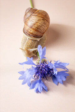 Large garden snail crawling beside a blue cornflower