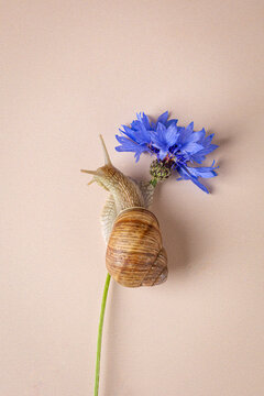 Garden snail climbing a bright blue cornflower stem