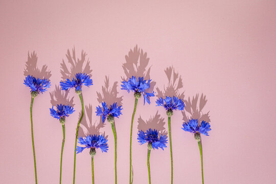 Blue cornflowers casting shadows on pink background