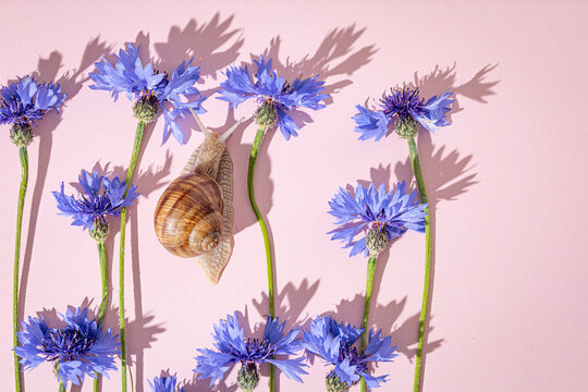 Snail summer composition with blue cornflowers and hard shadows.