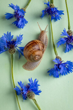 Snail on light green background with blue cornflowers. Eco friendly