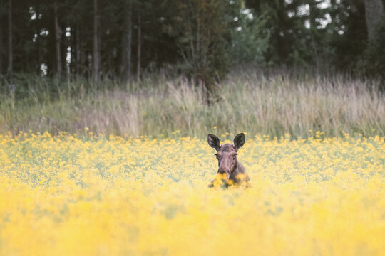 Female moose peeking from a yellow flower field