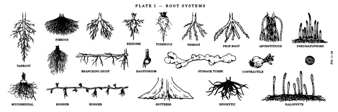 Root Systems Illustration Showing 16 Different Types of Plant Roots in Black and White Featuring Botanical, Drawing, Taproot