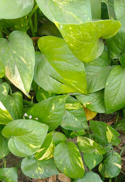 green leaves background