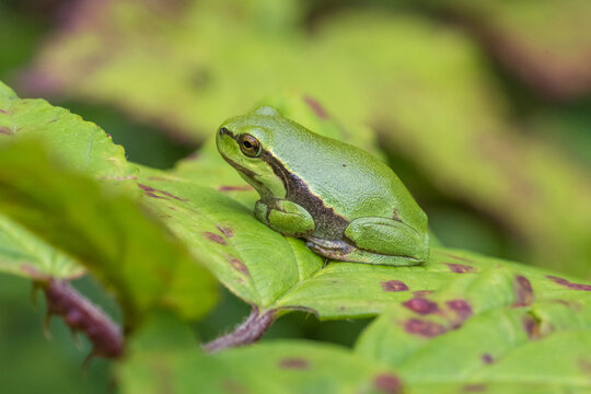 European Tree Frog Sitting on Textured Green Leaf