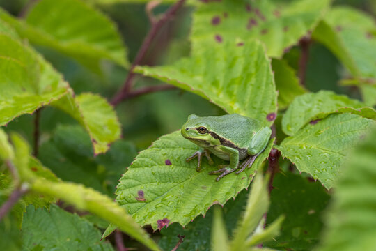 European Tree Frog Sitting on Textured Green Leaf