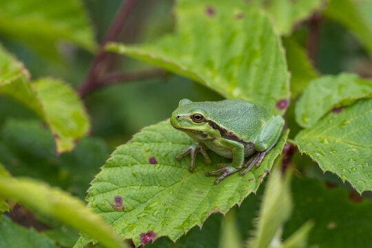 European Tree Frog Sitting on Textured Green Leaf