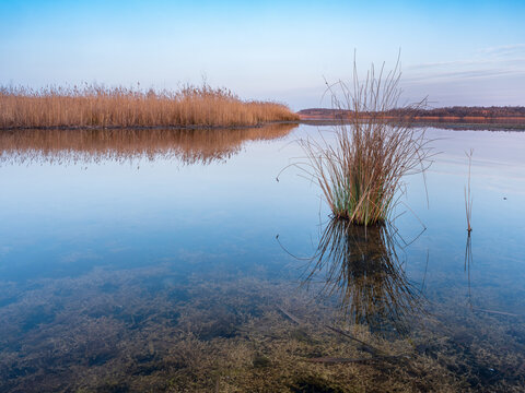 Calm lake with reeds in the early morning