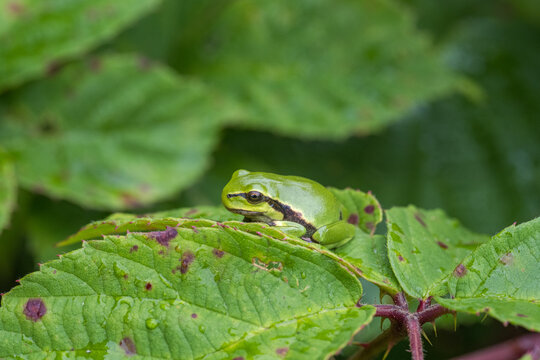 European Tree Frog Resting on Thorny Bramble Stem