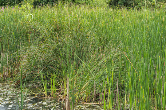 Dense Slender Sedge and Cattail Reeds along Wetland Shoreline