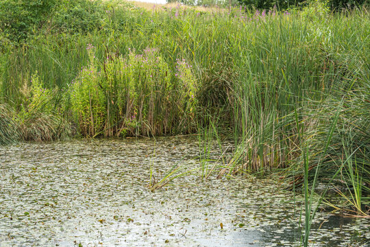 Lush Wetland Pond with Reeds and Flowering Purple Loosestrife